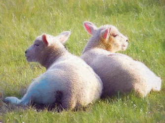 Twins